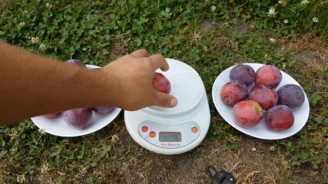 САМЫЙ РАННИЙ СОРТ / АЛЫЧА ДЕСЕРТНАЯ РАННЯЯ смотреть онлайн