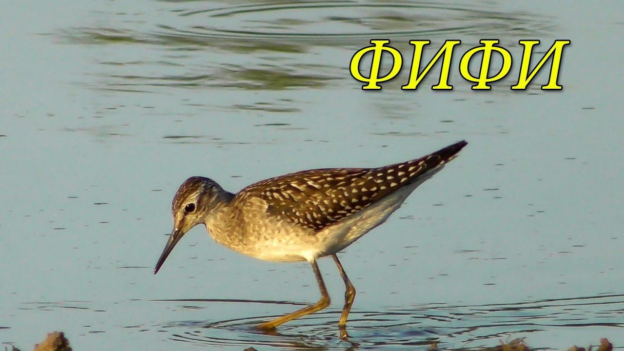 Фифи́ / Wood sandpiper / Piro-piro boschereccio / Tringa glareola / Коловодник болотяний смотреть онлайн