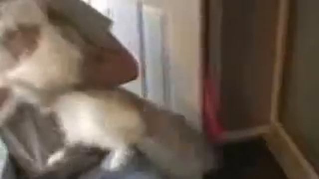 Эпическое видео кошку! Милый, смешной и страшный котенком все в одном! смотреть онлайн