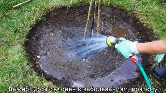 Слива Персиковая смотреть онлайн