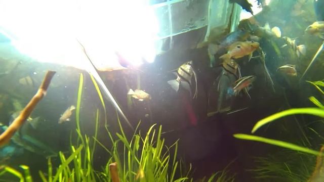 Аквариум 300 литров. смотреть онлайн