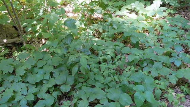 Ядовитый плющ Poison Ivy