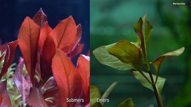 Die Rubin-Ludwigie - Ludwigia Repens 