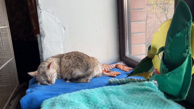 Funny Parrot Videos 2022 😹 - Funniest Parrot Videos 😻 Cute Parrot. Favorite Parrot смотреть онлайн