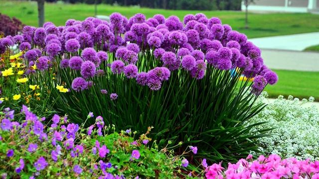 Аллиум или декоративный лук (allium) - посадка и уход