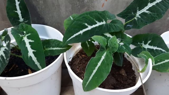 Syngonium Ini Bikin Uang Didompet  Loncat Loncat(Syngonium Wendlandii)