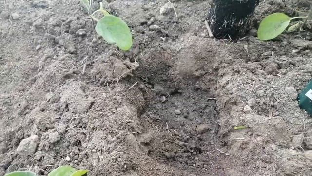 Баклажаны. Выращивание и уход смотреть онлайн