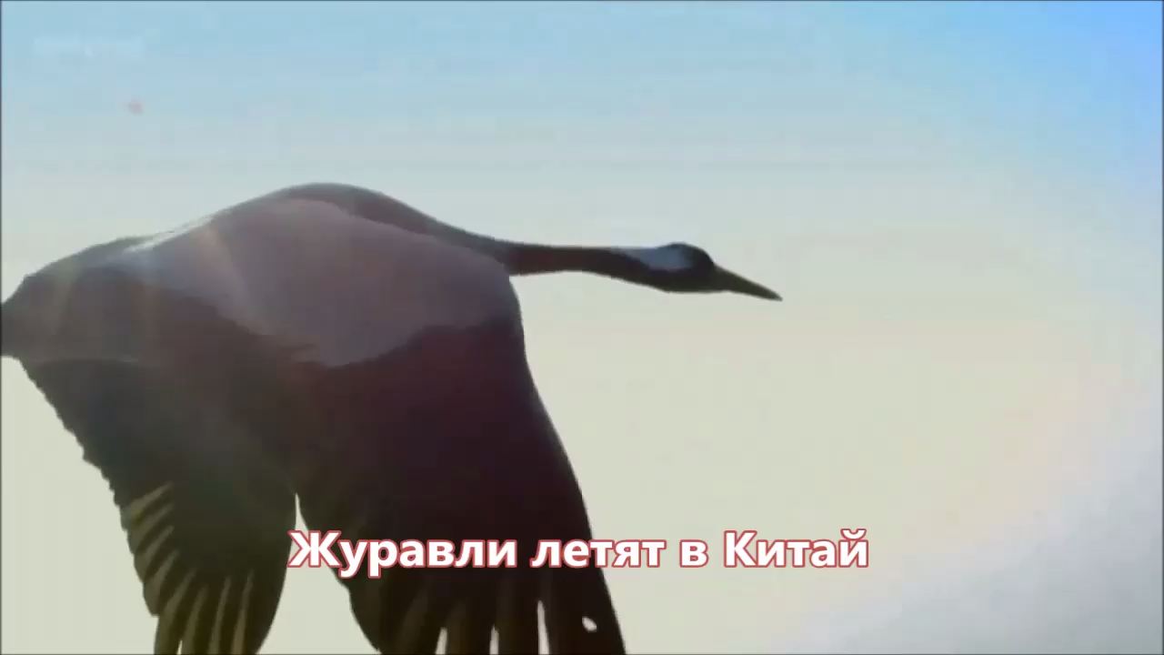 Стас Михайлов - Журавли летят в Китай (NEW 2017) смотреть онлайн