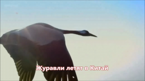 Стас Михайлов - Журавли летят в Китай (NEW 2017)