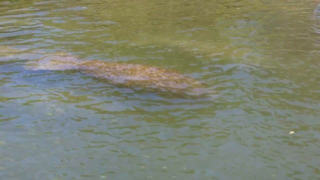 МАНАТИ, Морские Коровы в каналах Mайами смотреть онлайн