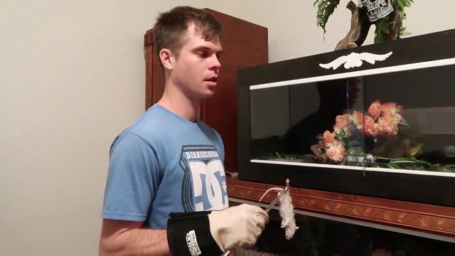 Feeding My Snakes * Anaconda / False Water Cobra / Boa Constrictor / Ball Python * смотреть онлайн