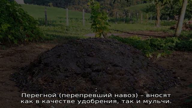 Чем подкормить малину весной смотреть онлайн