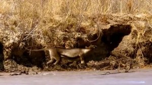 Цинодикт ( Прогулки с чудовищами )