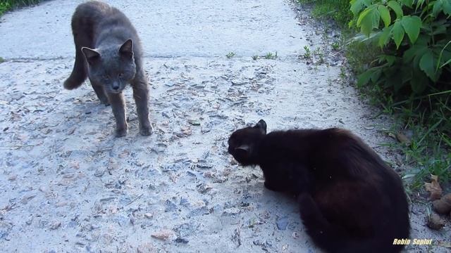 Angry cats screaming on the street смотреть онлайн