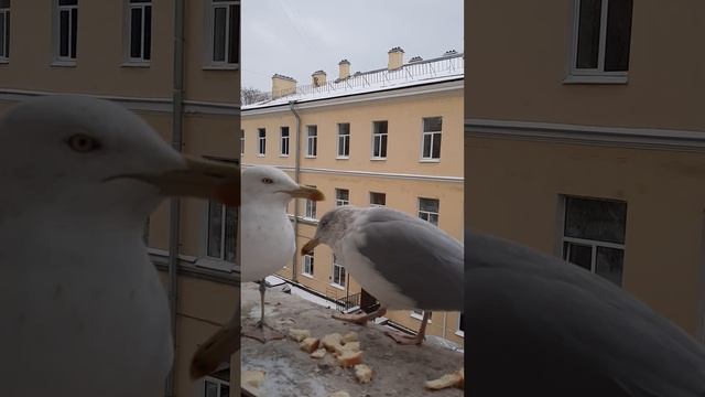 2 БОЛЬШИХ БАКЛАНА!!! смотреть онлайн