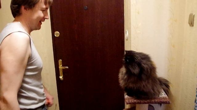 любимая кошка встречает хозяина смотреть онлайн