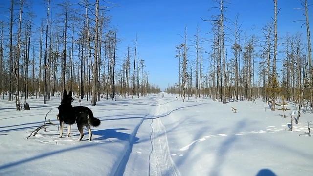 ПВД Зимний поход на избу на болоте. смотреть онлайн