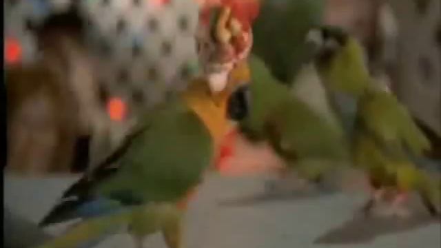 Paulie & Lupe sing & dance смотреть онлайн