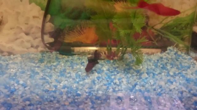 Телескоп (Золотая рыбка) Болезнь или нормальное явление? смотреть онлайн