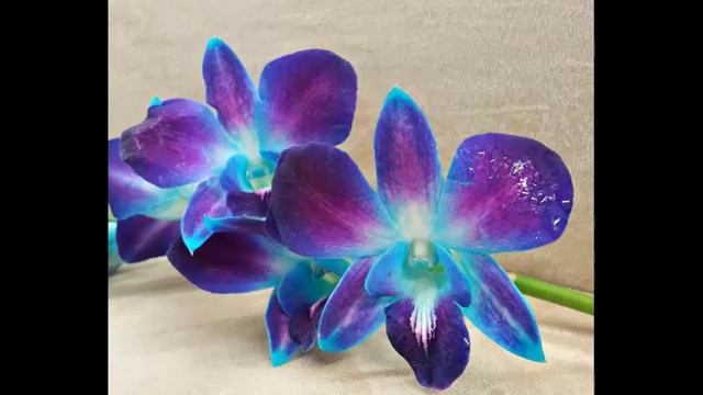 Blue Dendrobium Orchids | Flower Breed Pictures Of Blue Dendrobium Orchids смотреть онлайн
