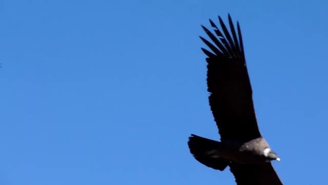 El Condor Pasa - Daniel Alomía Robles (version 2012) смотреть онлайн