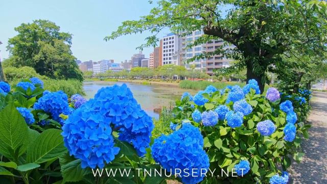 Blue Hydrangea Shrubs Has Dinner Plate Sizes Blooms смотреть онлайн