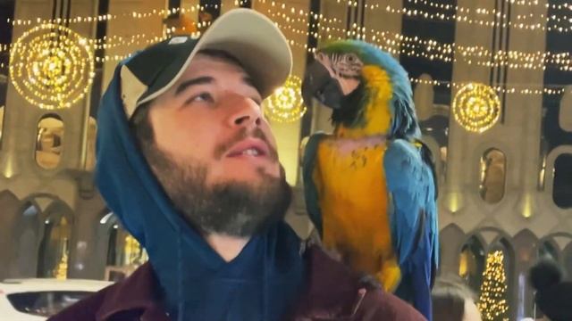 В Аргентину с Сахалина за 5 дней/Южная Америка #аргентина #буэносайрес #бразилия смотреть онлайн