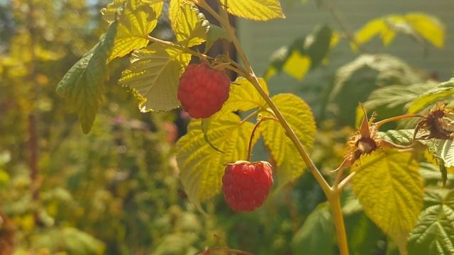 Одна минута сбора ягоды смотреть онлайн