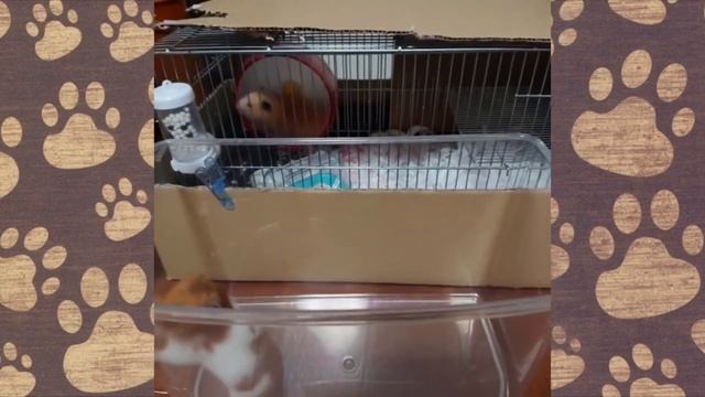 СМЕШНЫЕ ЖИВОТНЫЕ приколы с ХОМЯКАМИ Шушик и Бобик ТОП серии! (ПРИКОЛЫ ОЗВУЧКА) Hamsters Like #264 смотреть онлайн