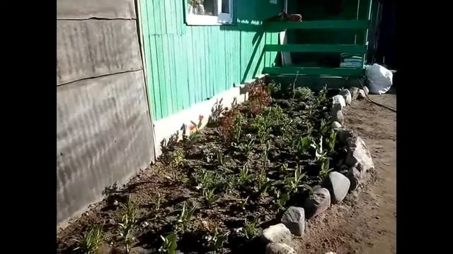 Высадила Рододендроны и крупнолистные гортензии смотреть онлайн