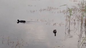 Чёрные утки с белым клювом