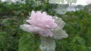 Роза МадаАм АльфрЭд КаррьЕ и Альбиция ленкоранская