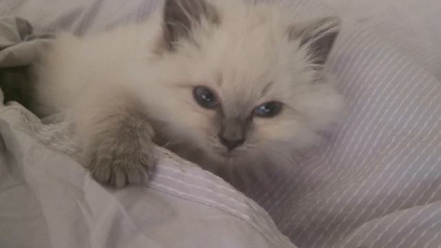 kitten waking up :) Ragdoll Blue point female смотреть онлайн