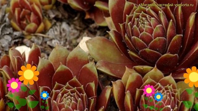 Молодило кровельное Рудкандум. Краткий обзор, описание характеристик sempervivum tectorum Rubicundu смотреть онлайн