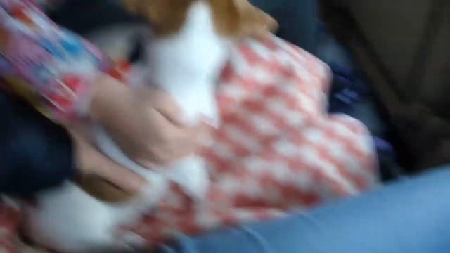 Завели Щенка Джек Рассел Терьер смотреть онлайн