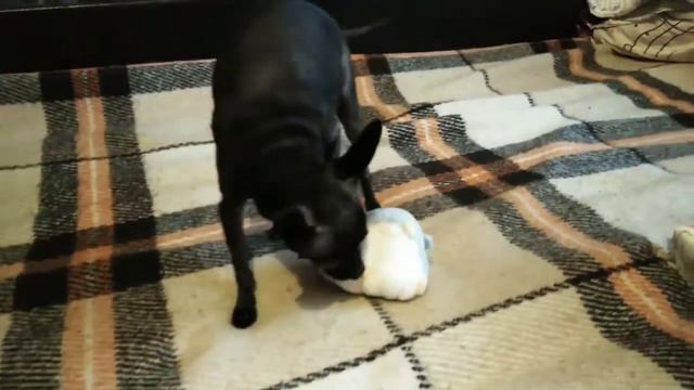 Подарки собакам. Той-терьер и французский бульдог открывают подарки. смотреть онлайн