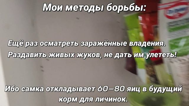Как избавиться от маленьких коричневых жуков на кухне смотреть онлайн