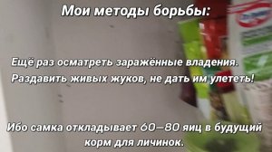 Как избавиться от маленьких коричневых жуков на кухне