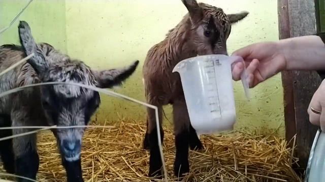 Вымя Козы на 3й день после ОКОТА?Сколько молока выпивают КОЗЛЯТА за раз?У КОЗ в гостях? Низко молок