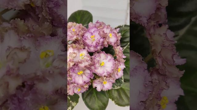 Фиалка Н-Яшма смотреть онлайн