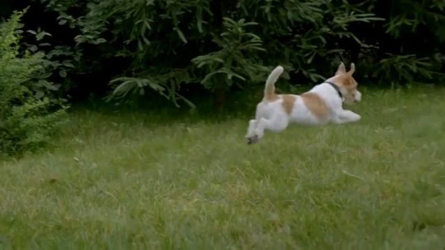 Специалист Purina -- что важно в кормлении щенков смотреть онлайн