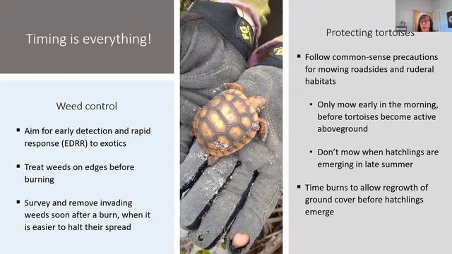 Betsie Rothermel "Restoring sandhill and managing ruderal habitat for Gopher Tortoises..." смотреть онлайн