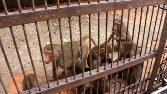 питомник обезьян, Абхазия, Сухуми смотреть онлайн