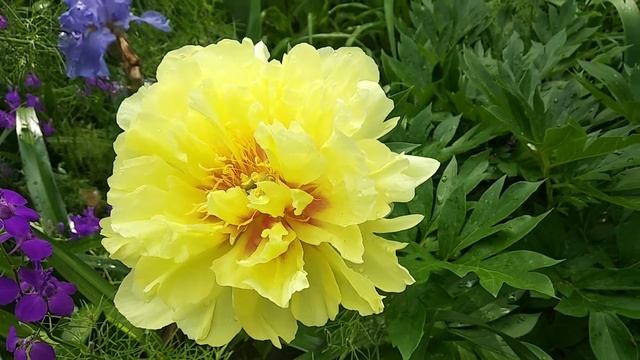 Paeonia ITOH Bartzella, first flowering смотреть онлайн