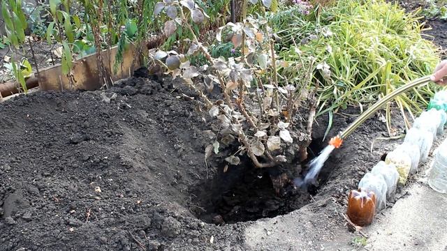 Моя Семья. Осенняя пересадка роз смотреть онлайн