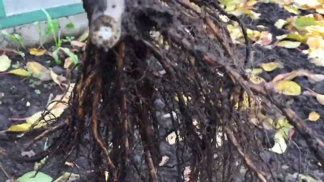 Инжир. Очень простые способы размножения инжира. смотреть онлайн