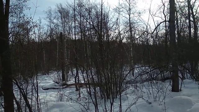 The Puppy Finds Deer In The Forest And Tries To Catch Up With Them, Although He Is Only 3 Months Ol