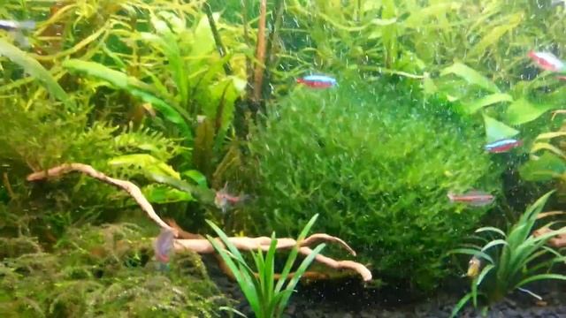 Мох Monosolenium tenerum на кокосе. смотреть онлайн