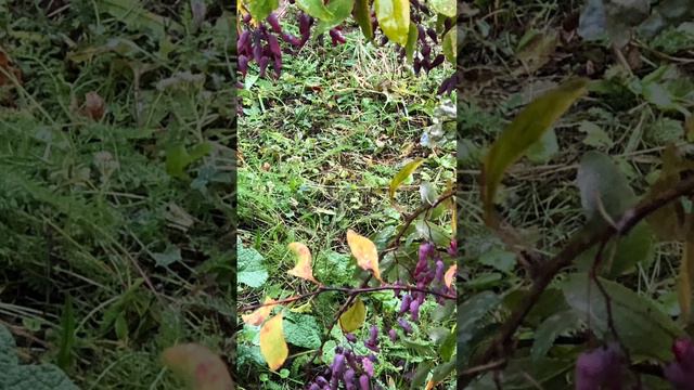 Двенадцать Месяцев… моих… Все идёт по кругу! Здравствуй ЗИМА 🎄🎄🌲🌲🐿️🐇🌲🎄🎄🎄🎄🎄 смотреть онлайн