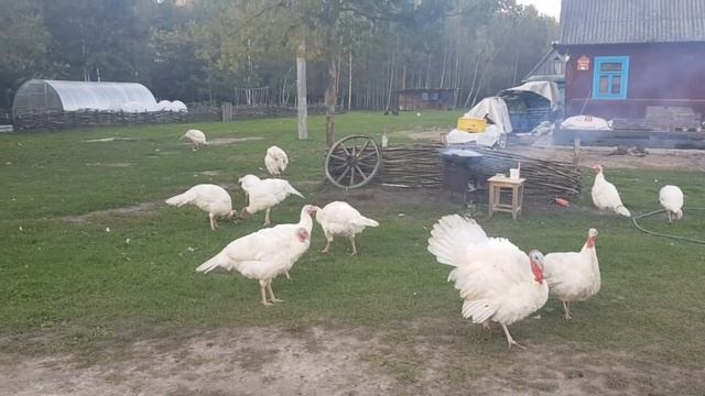 Тяжёлый труд запрещён , но мы упашемся по лёгкому . Распаковка посылки .Уха в казане на костре смотреть онлайн
